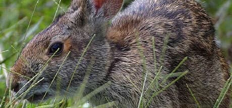 Warhammer 40,000: Dawn of War - Definitive Edition